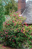 Camellia reticulata 'Captain Rawes'