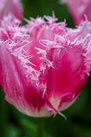Tulipa 'Huis Ten Bosch'