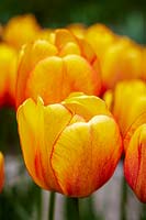 Tulipa 'Rougissant Apeldoorn'