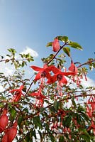 Fuchsia magellanica, (colibri fuchsia ou fuchsia rustique)