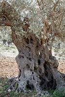 Anciennes oliveraies près de Valdemossa, nord de Majorque, Espagne