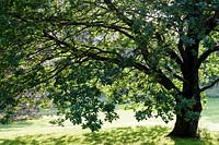Chêne à Kew Gardens, Londres, soleil de fin d'après-midi
