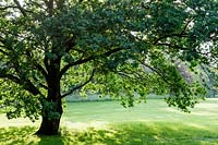 Chêne à Kew Gardens, Londres, soleil de fin d'après-midi