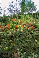 Jardin Pinsla, Cornwall, UK. Jardin de fin d'été avec plantation informelle, haie et clôture Cotoneaster horizontalis