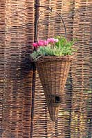 National Amateur Gardening Show, 2004. petits jardins de style cour avec un design contemporain et beaucoup de couleurs. Pot de vannerie avec Cyclamen