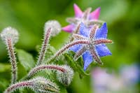 Bourrache (Borago officianalis)