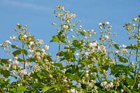 Fleurs de mûre (Rubus fruticosus)
