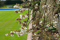 Milton Lodge, Wells, Somerset (Tudway-Quilter) jardin de printemps avec Prunus 'Taihaku' (Great White Cherry)