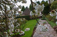 Milton Lodge, Wells, Somerset (Tudway-Quilter) jardin de printemps avec Prunus 'Taihaku' (Great White Cherry)