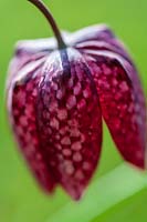 Fritillaria meleagris (Fritillaire à tête de serpent)