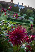 Perrycroft, Herefordshire. (Archer) Jardin topiaire en if avec des dahlias, (PR disponible)