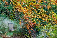 Perrycroft, Herefordshire. (Archer) banc en bois sous des hêtres matures dans un jardin boisé, (PR disponible)