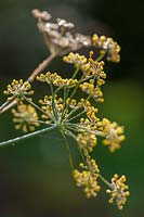 Fenouil (Foeniculum vulgare)