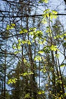 Nouvelles feuilles vertes de marronnier commun (Aesculus hippocastanum)