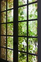 Lierre couvrant une vieille fenêtre au château dans le sud-ouest de la France