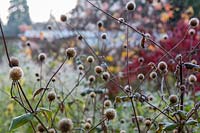 Têtes de graines givrées dans le jardin d'hiver