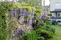 Wisteria floribunda (glycine japonaise) dans un grand jardin d'été, le Priory Hotel, Bath.