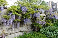 Wisteria floribunda (glycine japonaise) dans un grand jardin d'été, le Priory Hotel, Bath.