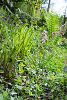 Hedgerow bank rempli de fleurs sauvages et de nouvelles plantes à Lannacombe, South Devon
