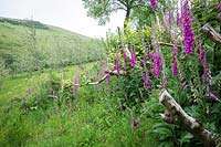 Digitalis purpurea, Foxglove commun, poussant dans les dérives dans la campagne dans le sud du Devon