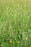Plantago lanceolata, Ribwort Plantain, dans une grande prairie de fleurs sauvages