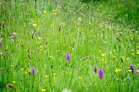 Prairie de fleurs sauvages à 'Andrew's Wood', South Devon, avec Dactylorhiza praetermissa, Southern Marsh-orchid et Ribwort Plantain