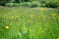 Prairie de fleurs sauvages à 'Andrew's Wood', South Devon