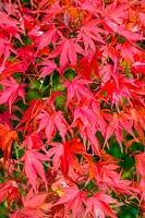 Acer palmatum en automne, feuilles rouges