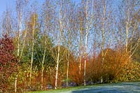 Lady Farm, Somerset, Royaume-Uni. (Judy Pearce) grand jardin en hiver. bouleaux argentés donnant une couleur d'hiver à l'écorce blanche