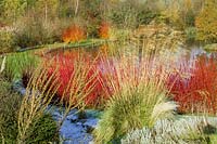 Lady Farm, Somerset, Royaume-Uni. (Judy Pearce) grand jardin en hiver. écorce colorée offrant un intérêt hivernal