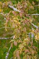 Acer cissifolium montrant des 'clés' ou des fruits