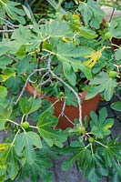Ficus carica 'Brown Turkey' (Figue en pot)