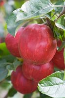 Pommes rouges rosées sur l'arbre au moment de la récolte