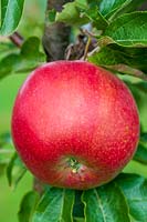 Pomme rouge rose sur l'arbre au moment de la récolte