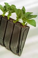 Jeunes plants de haricots larges dans des capsules en plastique 'Roottrainer'