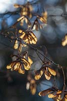 Acer oliveranum graines en hiver