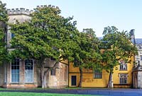 Ashton Court Mansion, Bristol avec Magnolia grandiflora poussant aux côtés