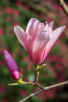 Magnolia sprengeri 'Diva'