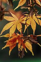 Acer matsumurae