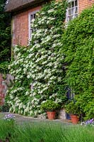 Hydrangea petiolaris (Hortensia grimpant) grandir mur de maison