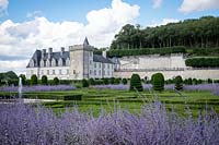 Château Villandry, vallée de la Loire, France, boîte de couverture et d'if topiaire dans le célèbre jardin parterre, avec Perovskia ou Purple Russian Sage