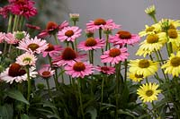 Collection Echinacea SunSeekers