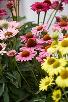 Collection Echinacea SunSeekers