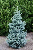 Abies lasiocarpa Compacta