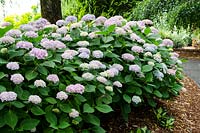 Hydrangea macrophylla Endless Summer®