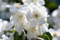 Philadelphus coronarius