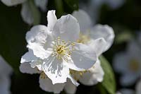 Philadelphus coronarius