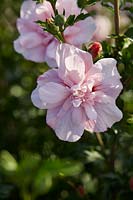 Hibiscus syriacus Rose Chiffon