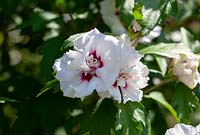 Hibiscus syriacus Speciosus