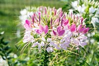 Cleome hassleriana